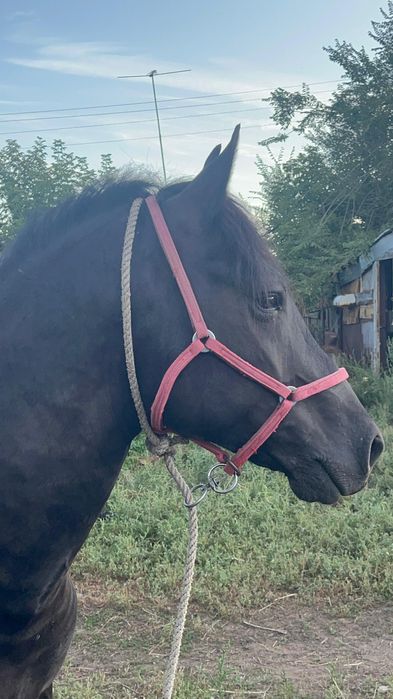 Продается жеребец 3летка