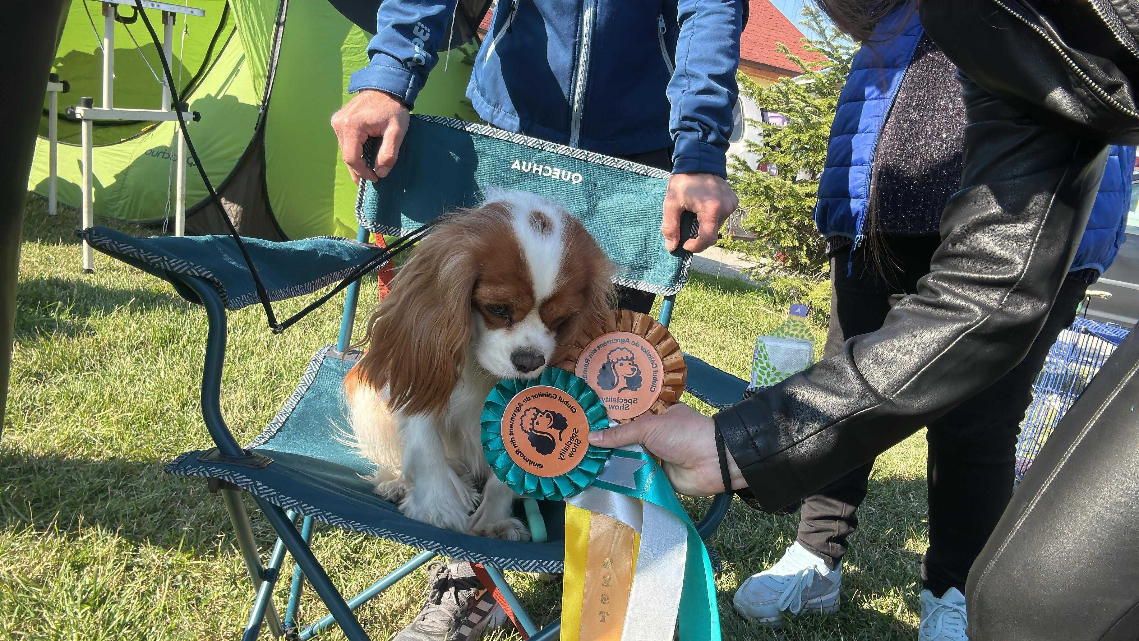 Pui de Exceptie Cavalier King Charles Spaniel Ruby - Parinti Campioni