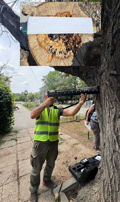 ARBORIST.RO - CLUJ NAPOCA - Toaletare arbori, Taiat arbori copaci pomi