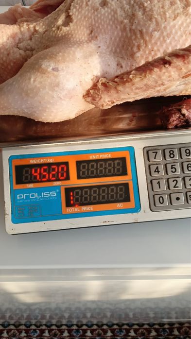 Продам жирных гусей на мясо