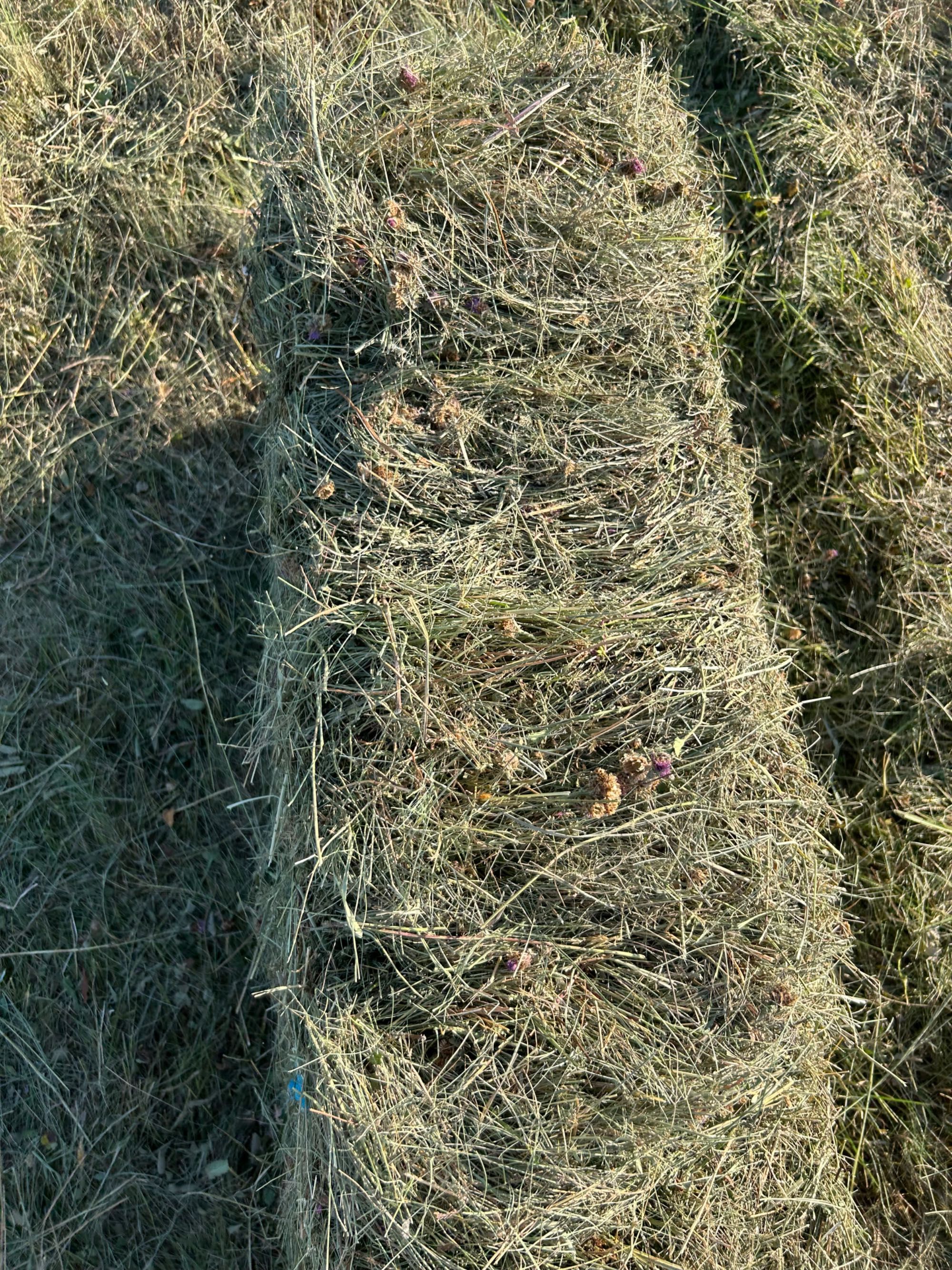 Бали ливадно сено