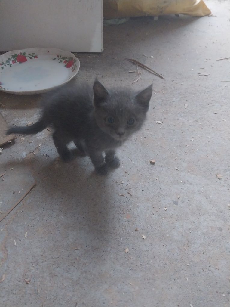 Котенок 4 штуки бесплатно