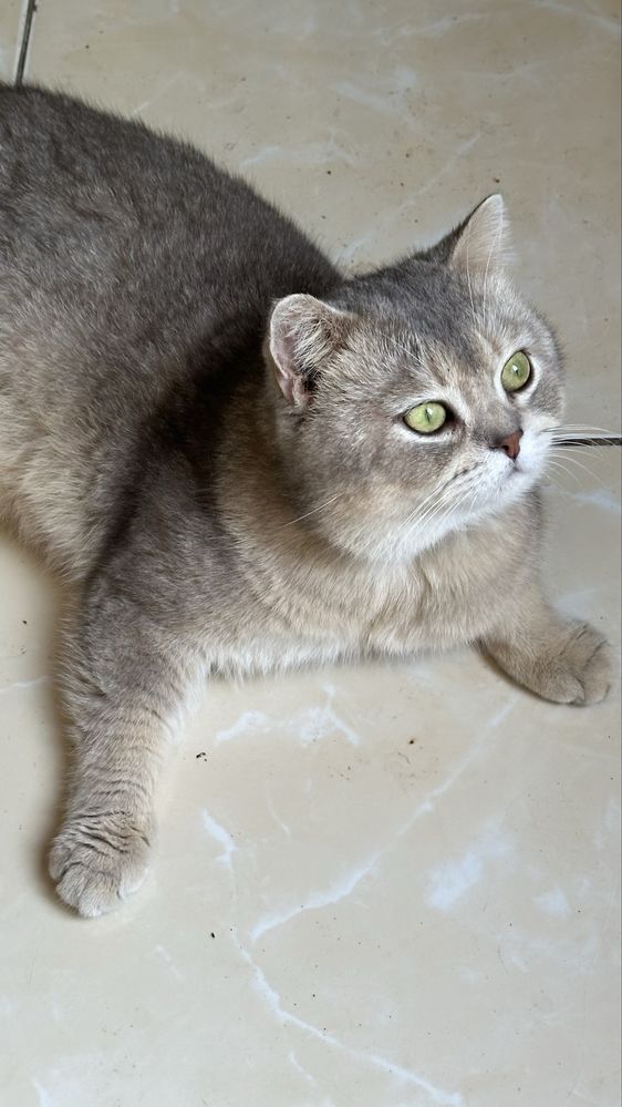 Британский шиншилла котик