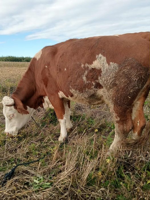 Vând vaca gestantă