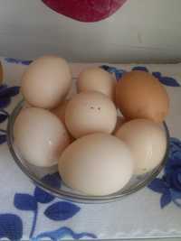 Продаю домашние яйца