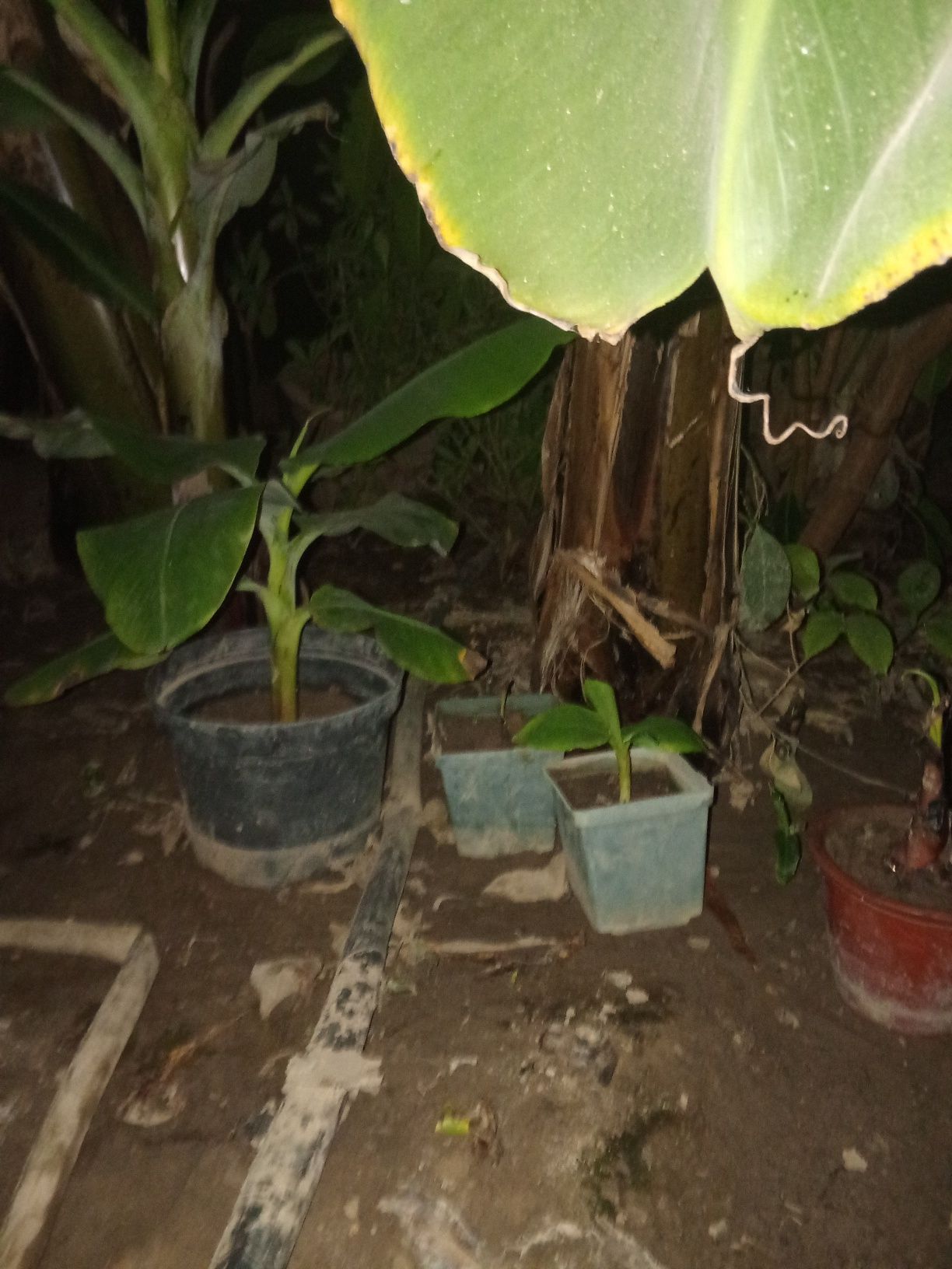 Banan koʻchatlar sotilad