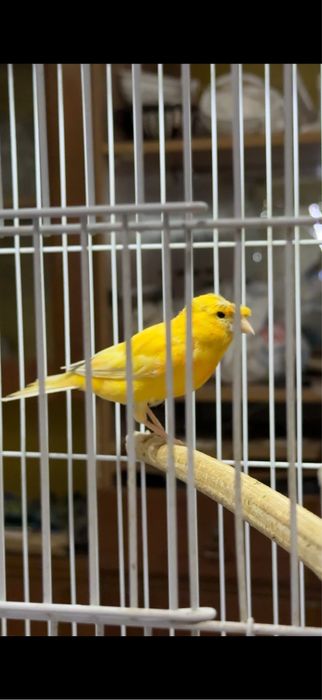 Канарейка пара.