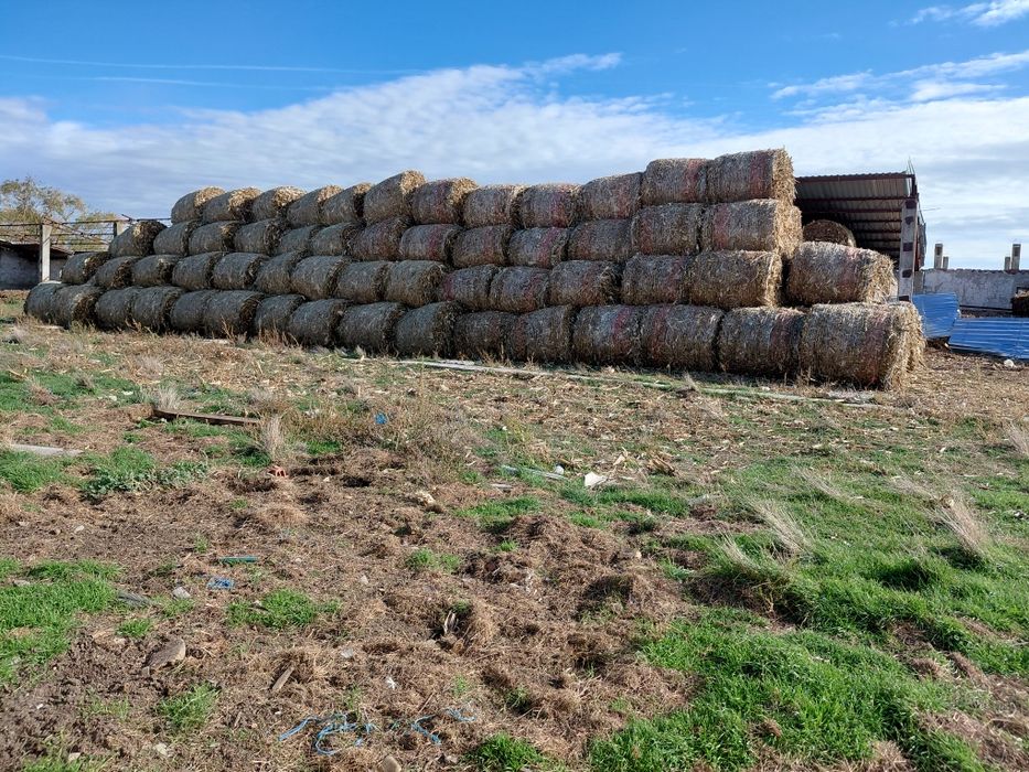 Vand baloti de porumb