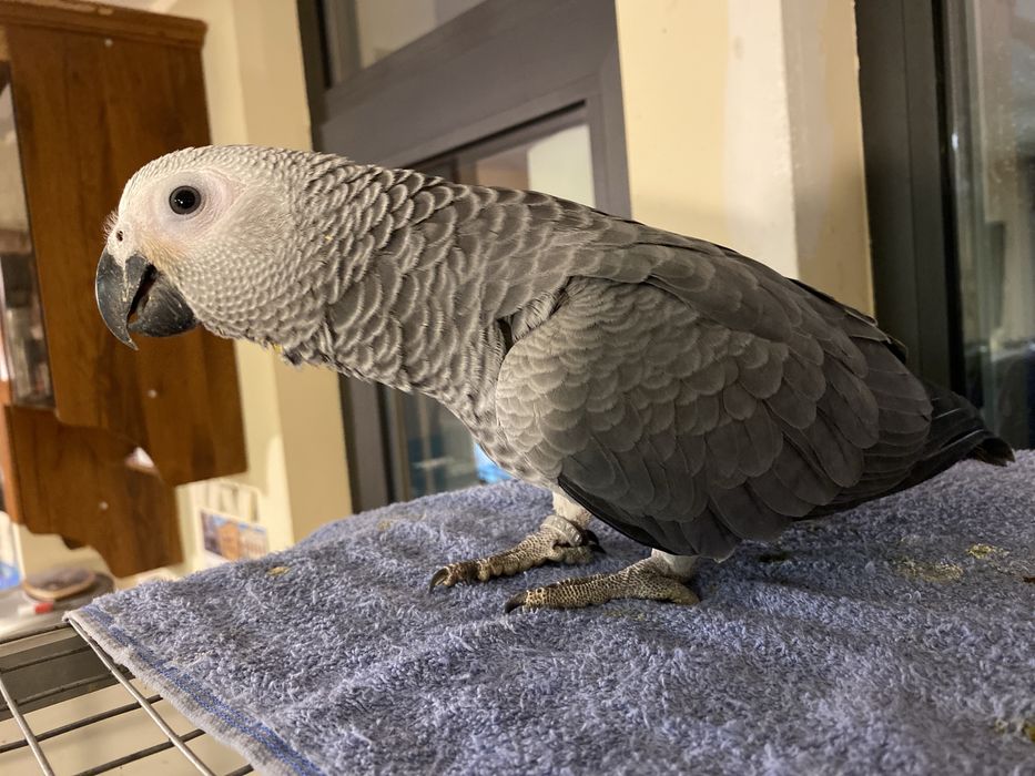 Ръчно хранен папагал Жако - социален