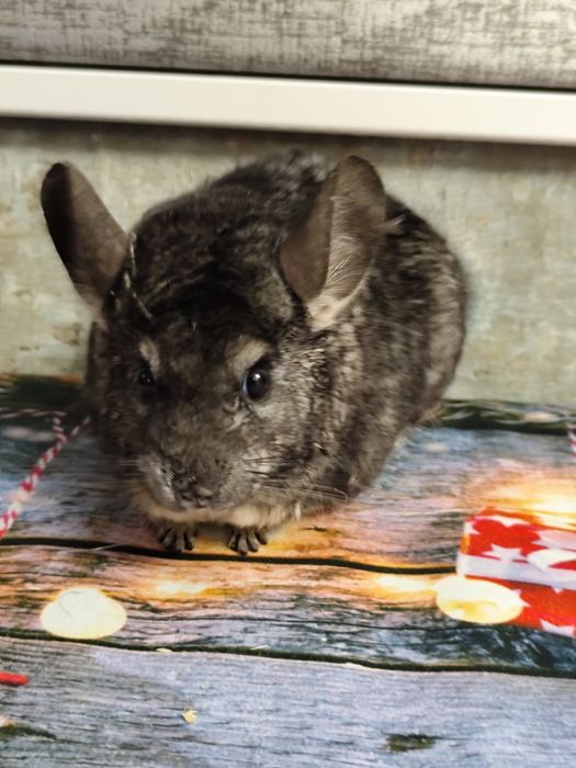 Chinchila șinșila tinere