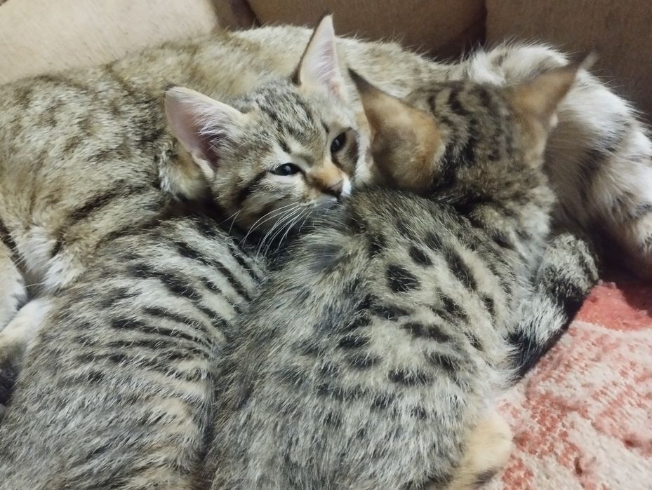 Отдам котят в даром хороший людям заботливым хорошо кушает и пьет