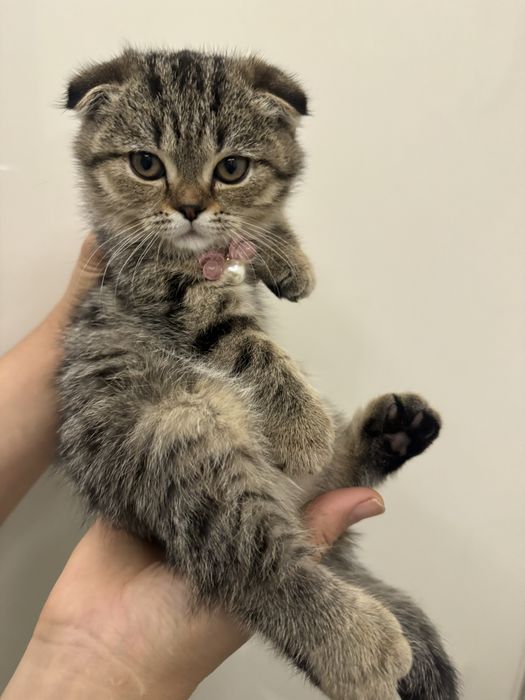 Продаются очаровательные котята!