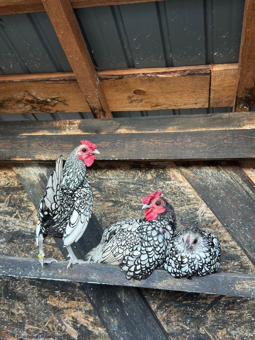 Vând sebright argintiu și mii de flori