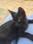 Pisici pentru adoptie