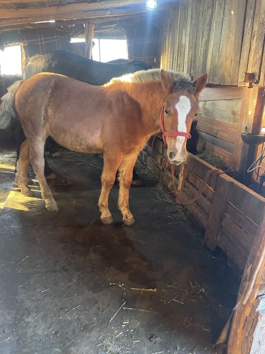 Manză blonda de vanzare