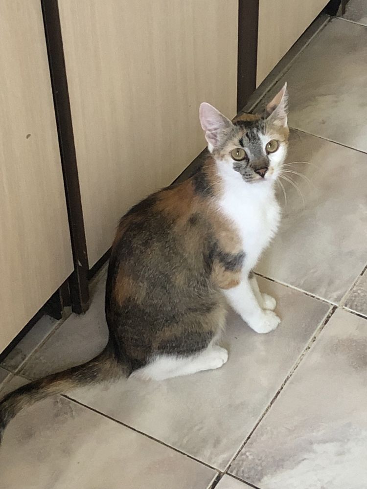Donez mama si pui impreuna sau separat