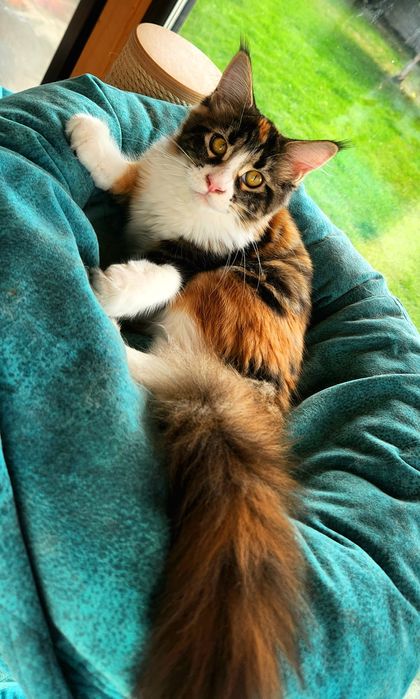 Pisică Maine Coon- superba Freea