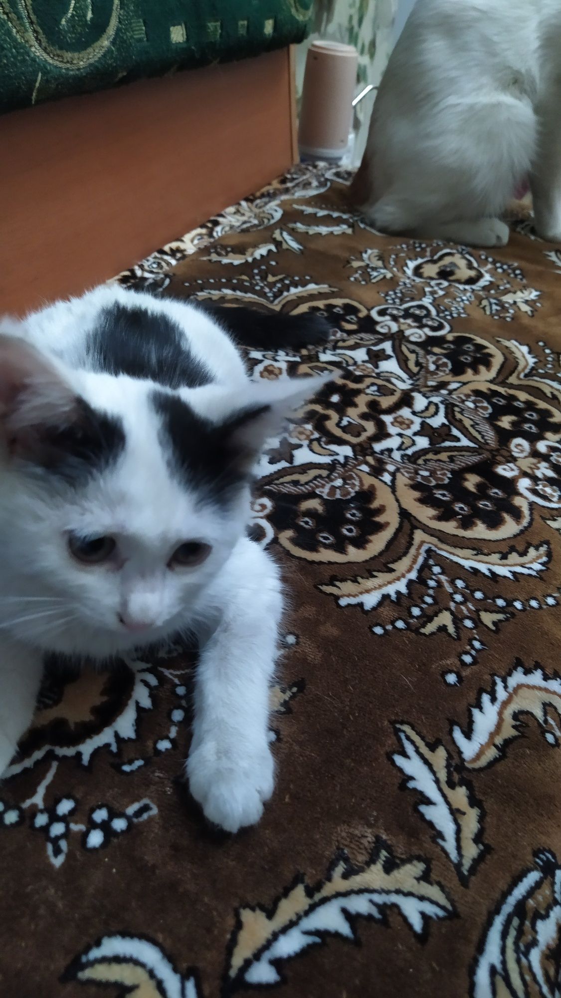 Игривая красивая котенок