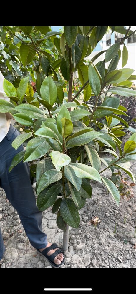 Magnoliya kochat 2,5 metr