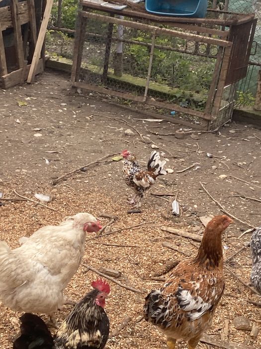 Rățoi romanesti si gaini pitici