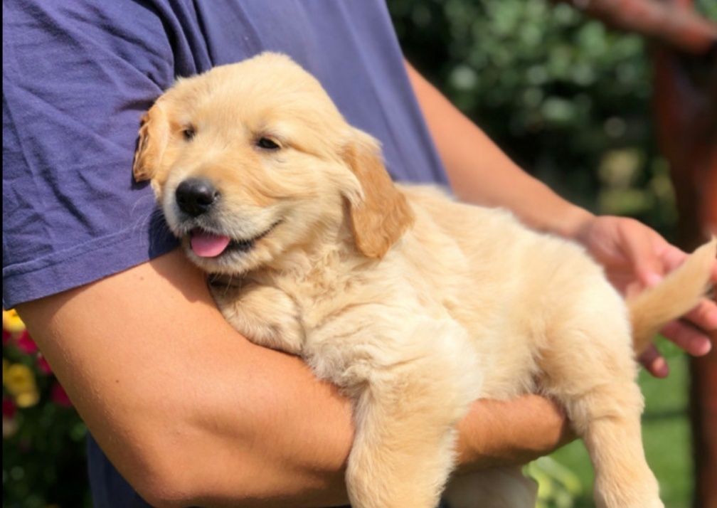 Pui Golden Retriever Roșu  Mascul, 8 săptămâni, vaccinat și deparazit