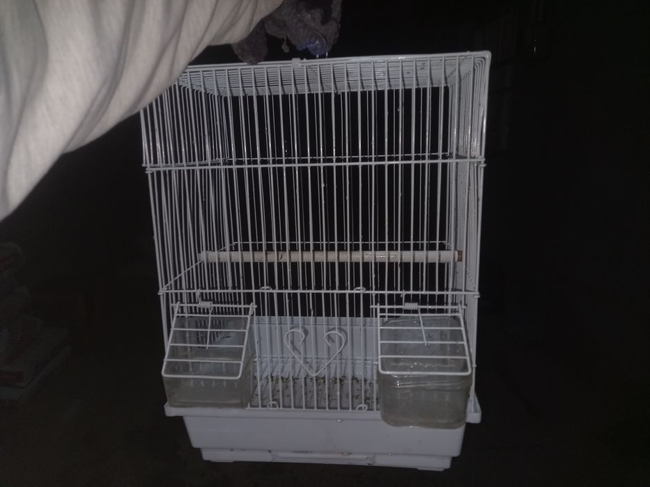 Qafas valer qushlarga