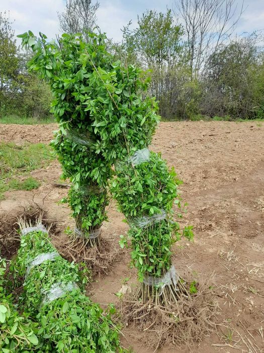 Gard viu din Ligustrum vulgare – lemn cainesc