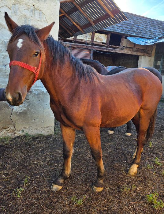 Vând cal in comuna Bolvasnita