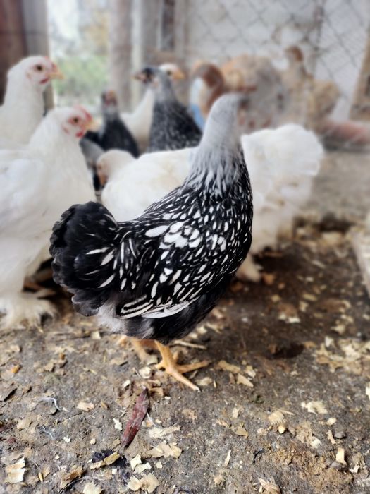 Pui de rasa cochi și wyandotte argintiu