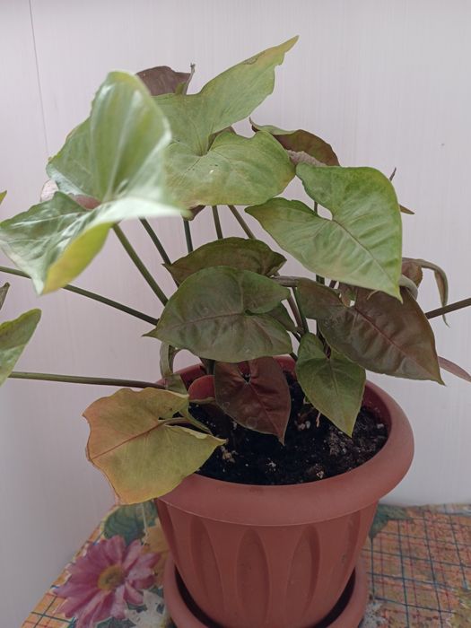 Продам сингониум