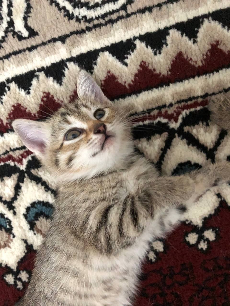 Котенки с мамой отдам даром