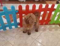 Pui Pudel / Caniche Pitic roscat