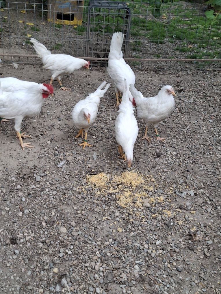 Pui rasa LEGHORN  [ cea mai outoare rasa)