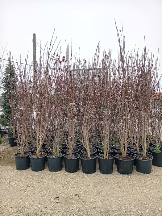 Magnolia photinia chiparosi