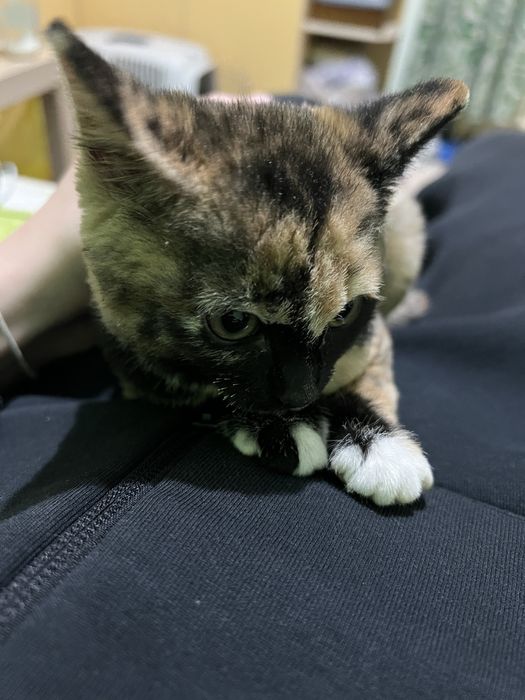 Котенок девочка