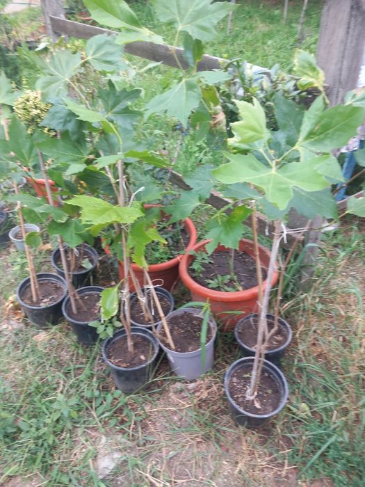 Vând puieți de tei arguntiu la balot și puieți de olatani la ghiveci