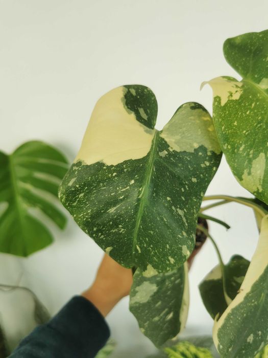 Monstera thai constellation