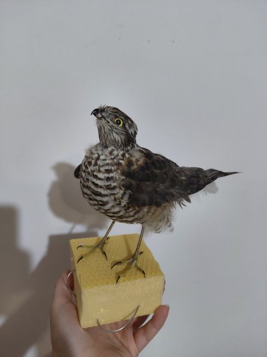 Uliu pasarar impaiat, taxidermie UP2