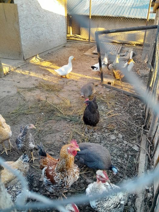 Bibilici care fac oua