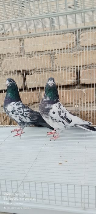 Продается голуби Тедди Kaftar Sotiladi teddy