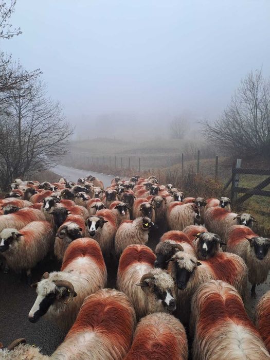 Oi de vânzare, se vând toate, nu pe ales