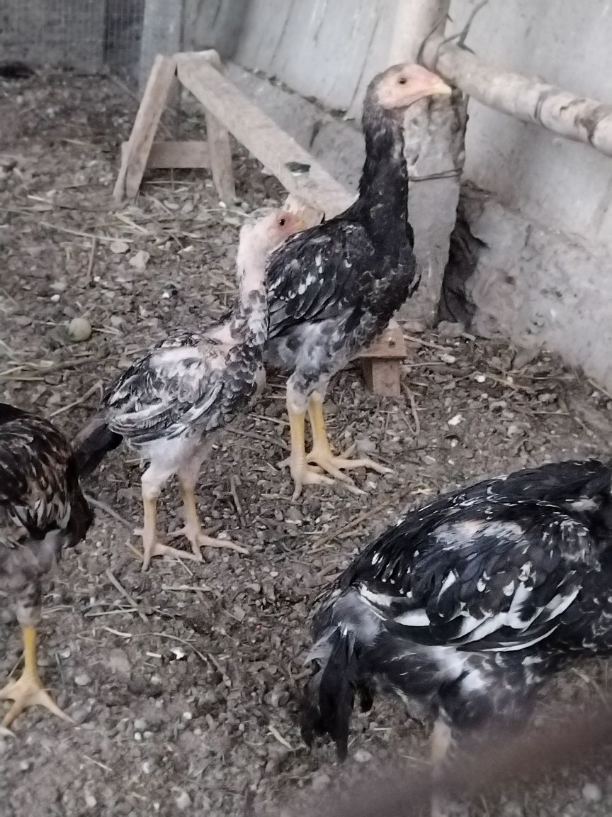 3 партия чикарилган  жужалар бор