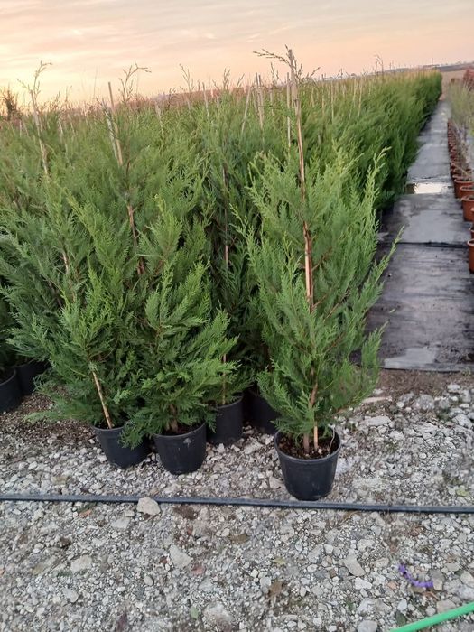 Chiparos leylandii la oferta 100 ron