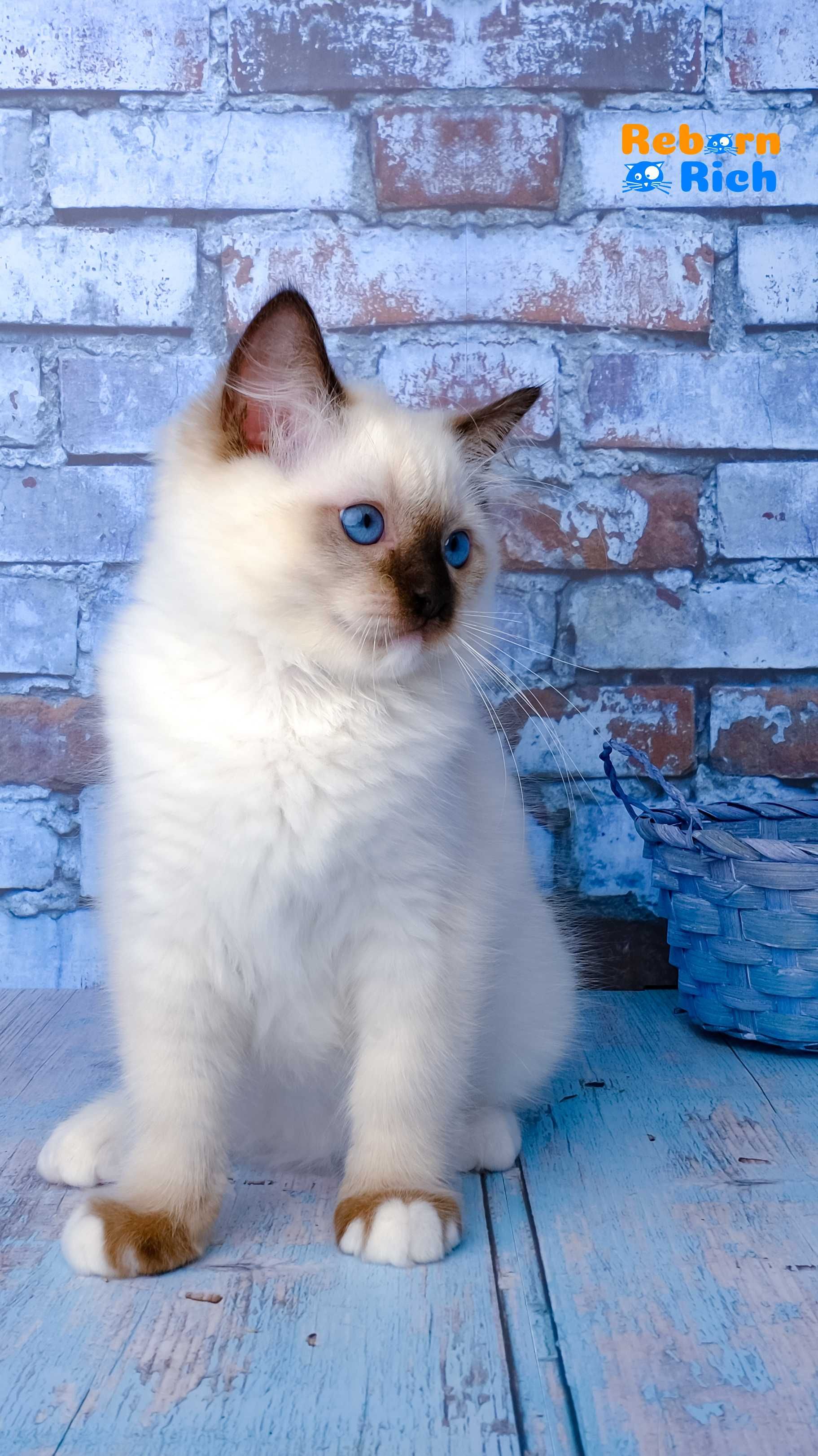 Рэгдолл (Ragdoll) мальчик от питомника