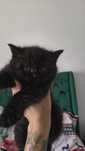 Pui de pisică british shorthair