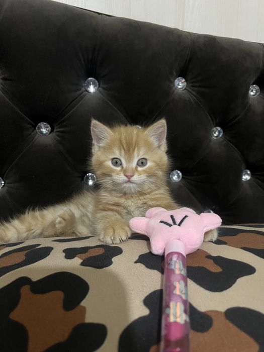 Кичкинтойла сотилади 500.000