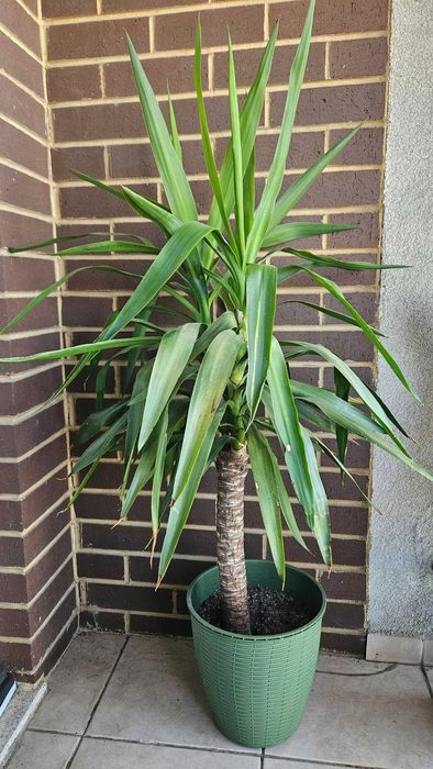 Arborele vietii, Yucca de apartament