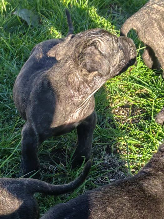 Кучета -Перо де преса канарио