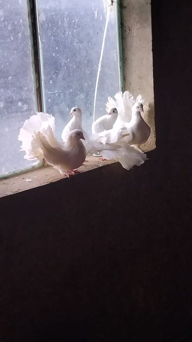 Porumbei de vânzare