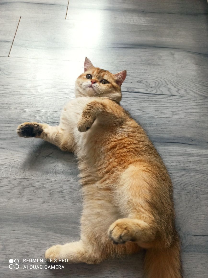 Кот британский Скотиш Страйт